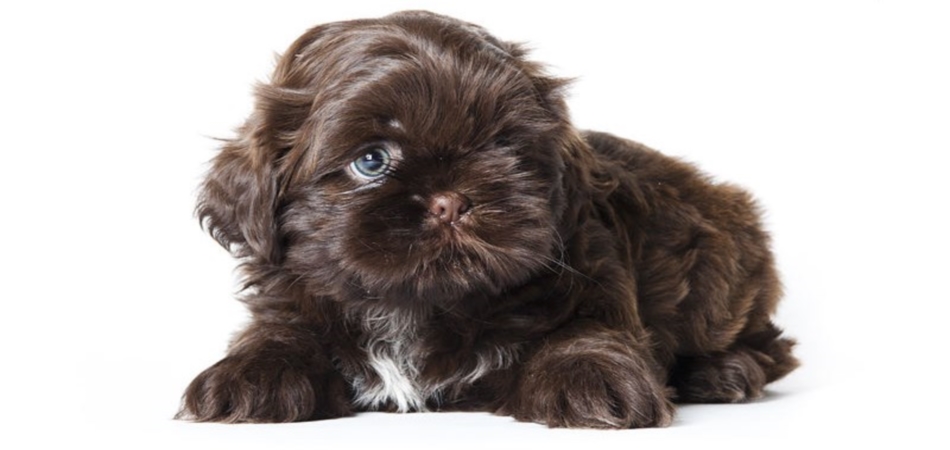 pleegouders Soeverein Abstractie Shih tzu Boomer Pupie schitterend mooi en zeer goed verzorgdt - Shihtzu en boomer  puppies