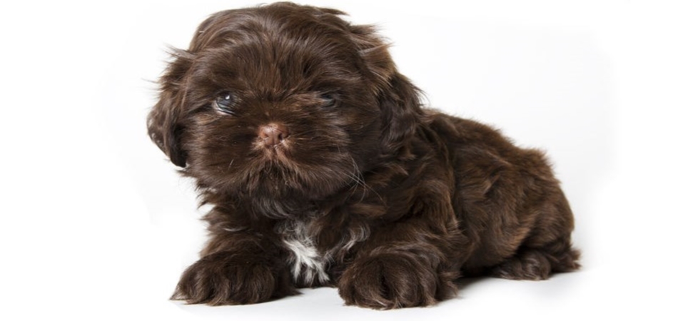 Shih tzu schitterend mooi en zeer goed Shihtzu en boomer puppies