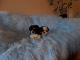 Shih tzu Puppie s ( Tekoop Shih Tzu Puppies)