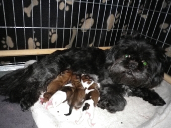 Shih tzu-Boomers(shih tzu pups-Boomer pups) goed verzorgdt