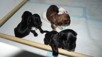 Shih tzu boomer puppie s