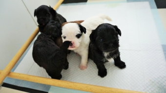 Shih tzu boomer puppie s