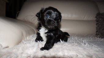 Shih tzu boomer puppie s