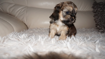 Shih tzu boomer puppie s