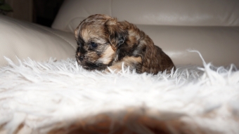 Shih tzu boomer puppie s