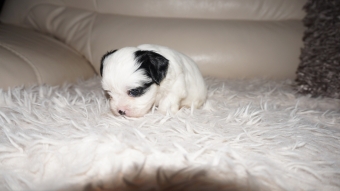 Shih tzu boomer puppie s