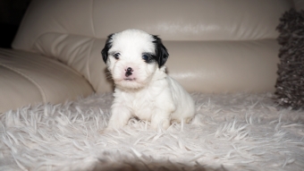 Shih tzu boomer puppie s