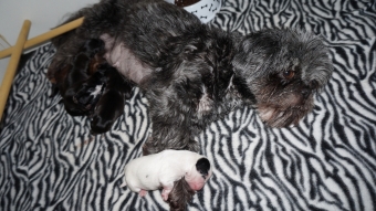 Shih tzu boomer puppie s