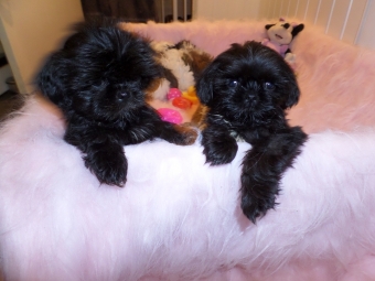 Shih tzu Boomer Puppie s