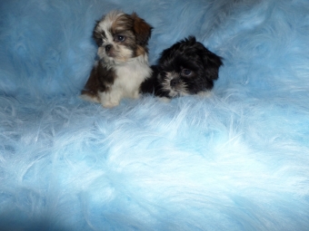 Shih tzu Puppie s ( Tekoop Shih Tzu Puppies)