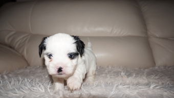 Shih tzu boomer puppie s