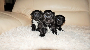 Shih tzu boomer puppie s