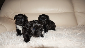 Shih tzu boomer puppie s