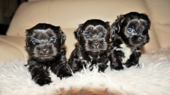 Shih tzu boomer puppie s