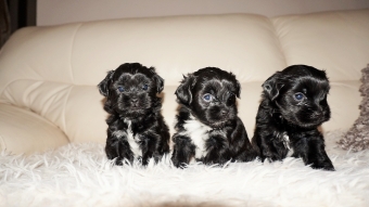 Shih tzu boomer puppie s