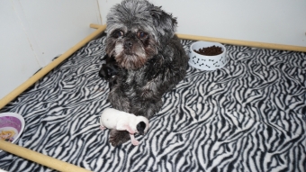 Shih tzu boomer puppie s