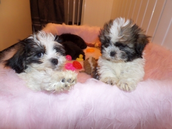 Shih tzu Boomer Puppie s