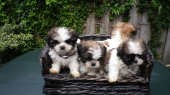 Mooie Boomer puppie s (verkocht)