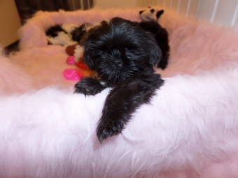 Shih tzu Boomer Puppie s