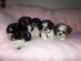 Shih tzu Puppie s ( Tekoop Shih Tzu Puppies)