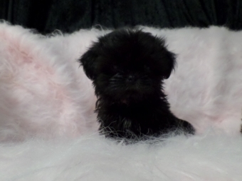 Shih tzu Boomer Puppie s