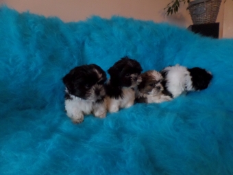 Shih tzu Puppie s ( Tekoop Shih Tzu Puppies)