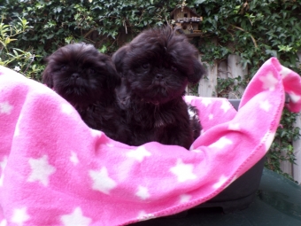 Shih tzu Boomer Puppie s