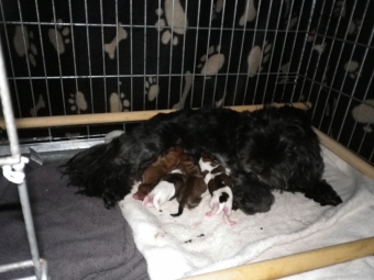 Shih tzu-Boomers(shih tzu pups-Boomer pups) goed verzorgdt