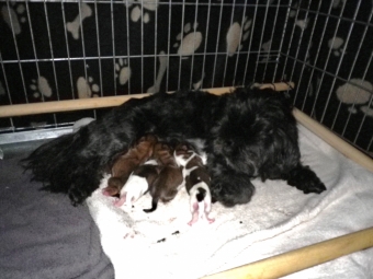 Shih tzu-Boomers(shih tzu pups-Boomer pups) goed verzorgdt