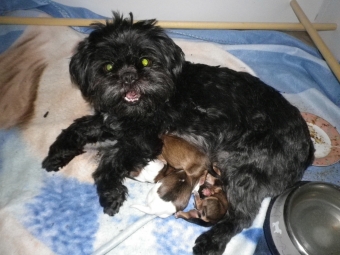 Shih tzu-Boomers(shih tzu pups-Boomer pups) goed verzorgdt