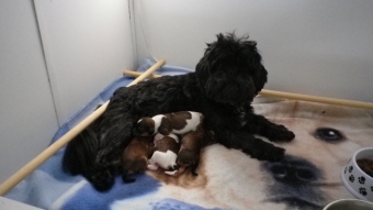 Shih tzu-Boomers(shih tzu pups-Boomer pups) goed verzorgdt