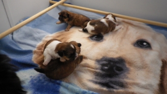 Shih tzu-Boomers(shih tzu pups-Boomer pups) goed verzorgdt