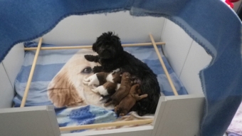 Shih tzu-Boomers(shih tzu pups-Boomer pups) goed verzorgdt