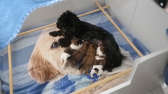 Shih tzu-Boomers(shih tzu pups-Boomer pups) goed verzorgdt