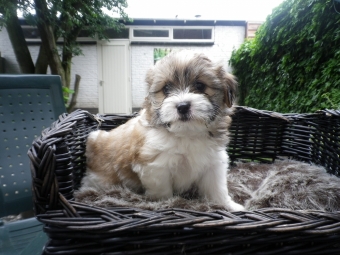 Shih tzu-Boomers(shih tzu pups-Boomer pups) goed verzorgdt