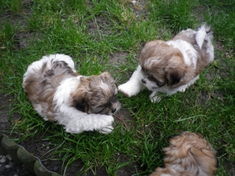 Shih tzu-Boomers(shih tzu pups-Boomer pups) goed verzorgdt