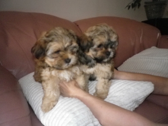 Shih tzu-Boomers(shih tzu pups-Boomer pups) goed verzorgdt