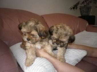 Shih tzu-Boomers(shih tzu pups-Boomer pups) goed verzorgdt