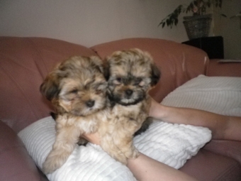 Shih tzu-Boomers(shih tzu pups-Boomer pups) goed verzorgdt