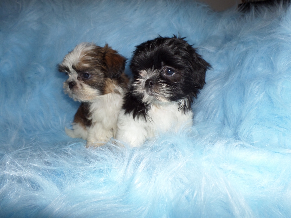 Prehistorisch Dekbed Gewaad Shih tzu Puppie s ( Tekoop Shih Tzu Puppies) - Shihtzu en boomer puppies