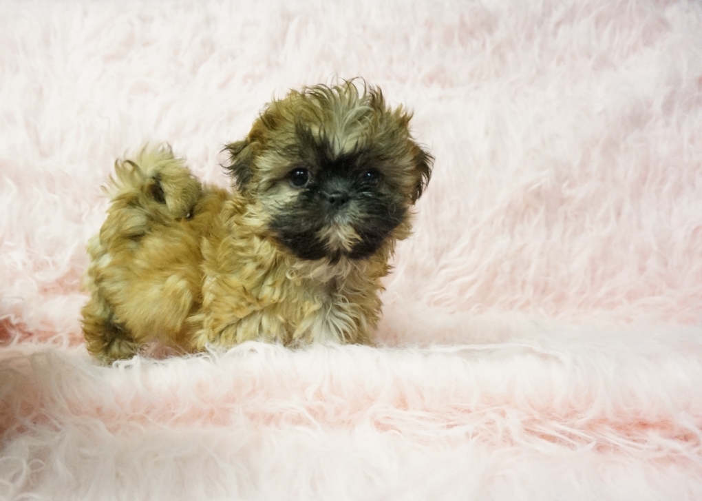 programma afgewerkt Besparing Shih tzu Boomer Pupie schitterend mooi en zeer goed verzorgdt - Shihtzu en boomer  puppies