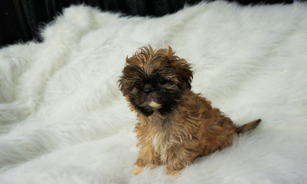 pleegouders Soeverein Abstractie Shih tzu Boomer Pupie schitterend mooi en zeer goed verzorgdt - Shihtzu en boomer  puppies