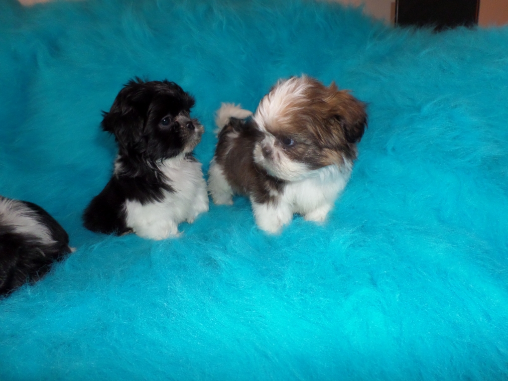 Prehistorisch Dekbed Gewaad Shih tzu Puppie s ( Tekoop Shih Tzu Puppies) - Shihtzu en boomer puppies