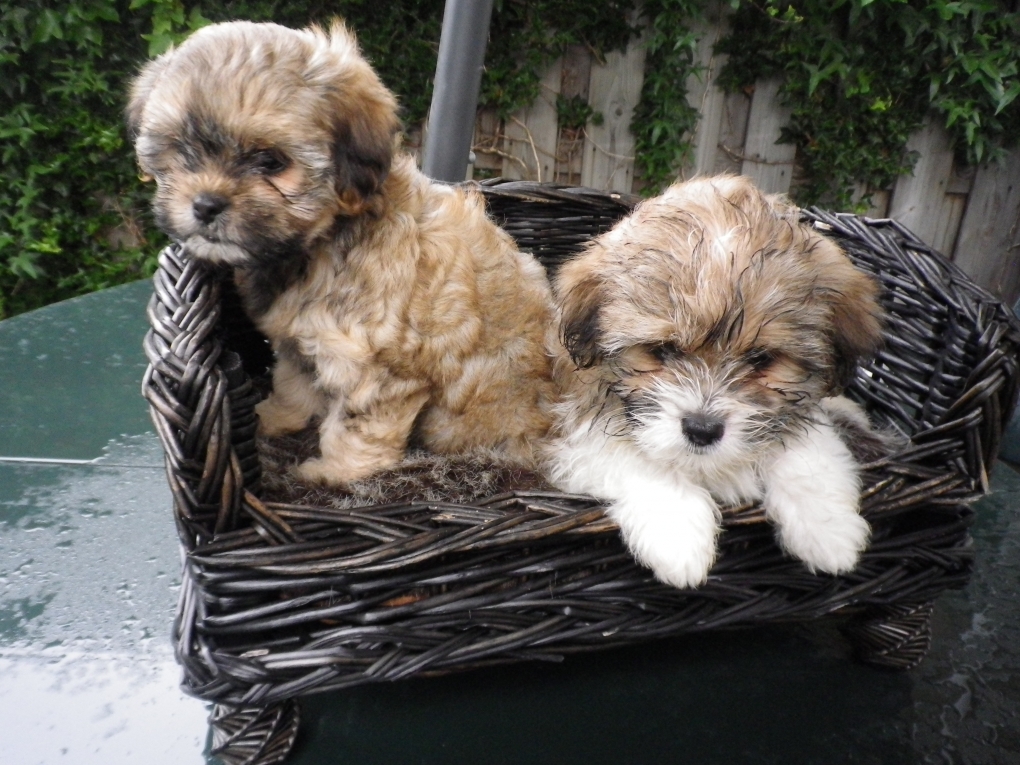 Specialist Passend oosters Shih tzu-Boomers(shih tzu pups-Boomer pups) goed verzorgdt - Shihtzu en  boomer puppies