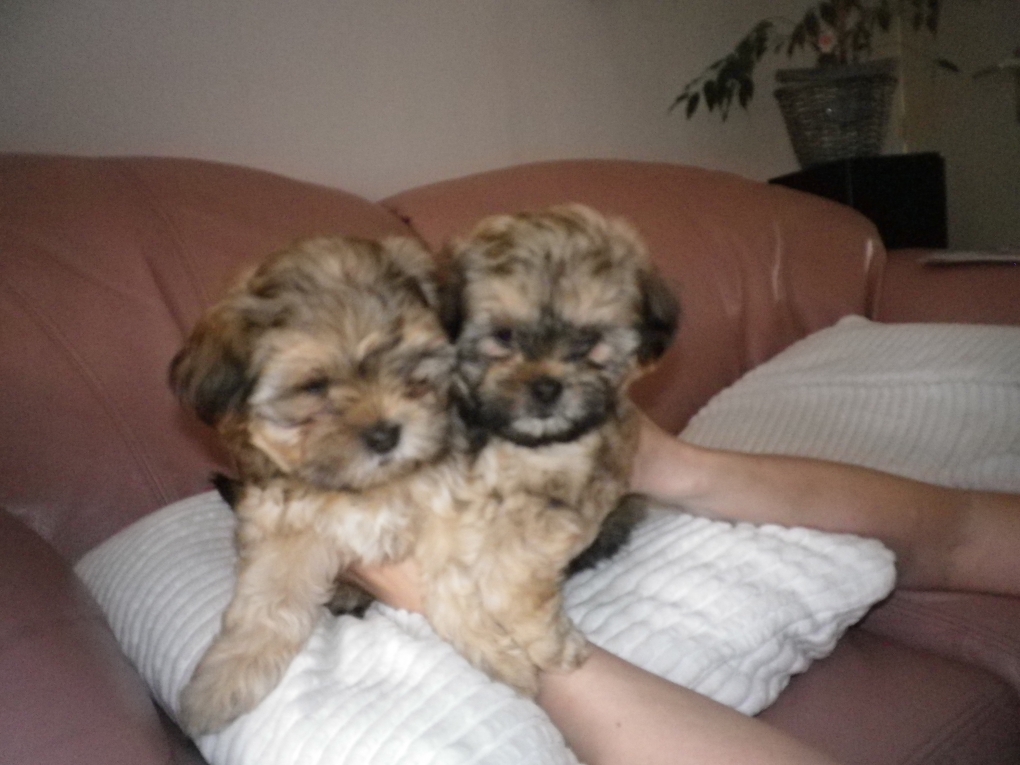 Trolley Vertolking Mail Shih tzu-Boomers(shih tzu pups-Boomer pups) goed verzorgdt - Shihtzu en boomer  puppies