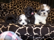 Shih tzu Boomer Puppie s