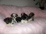 Shih tzu Puppie s ( Tekoop Shih Tzu Puppies)